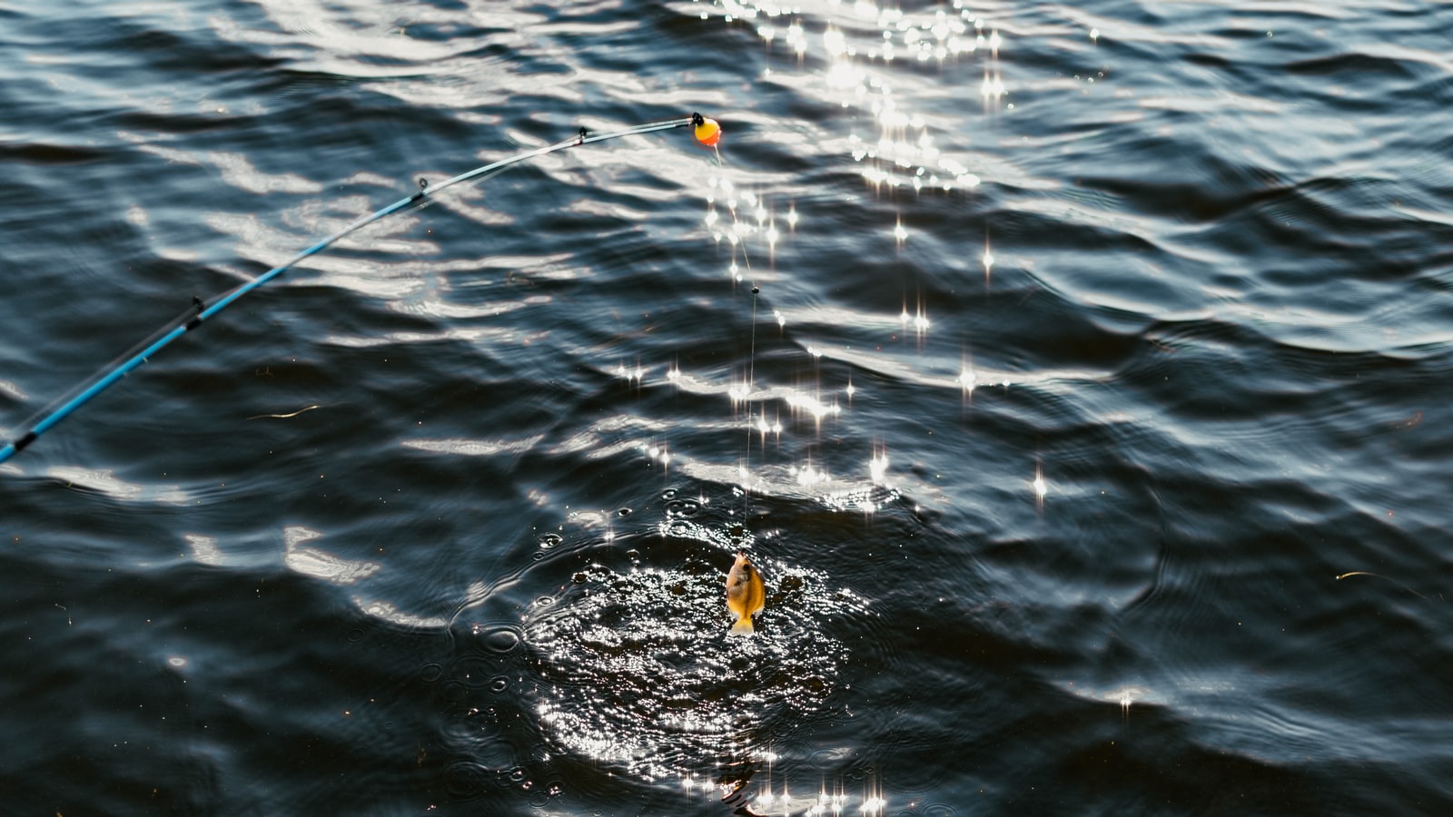 bluegill-on-the-fly