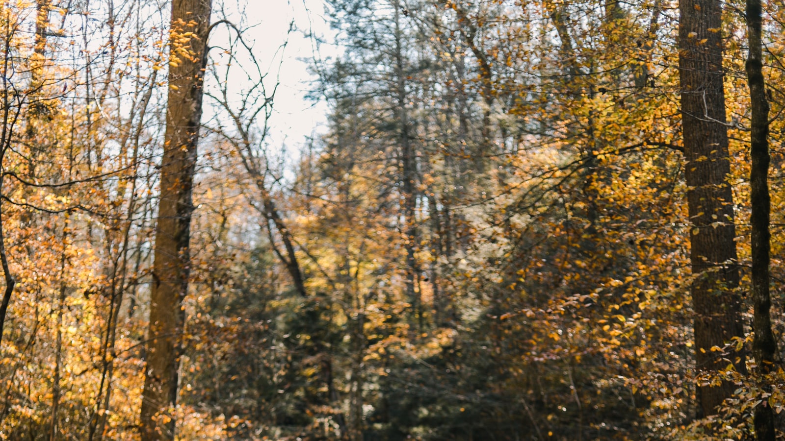 kentucky-coffeetree