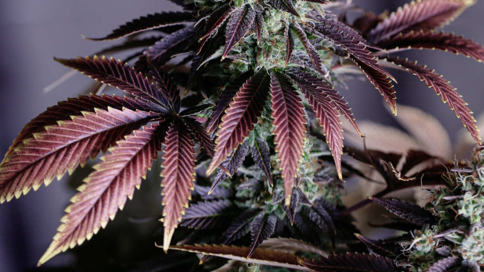 yes,-we-cannabis