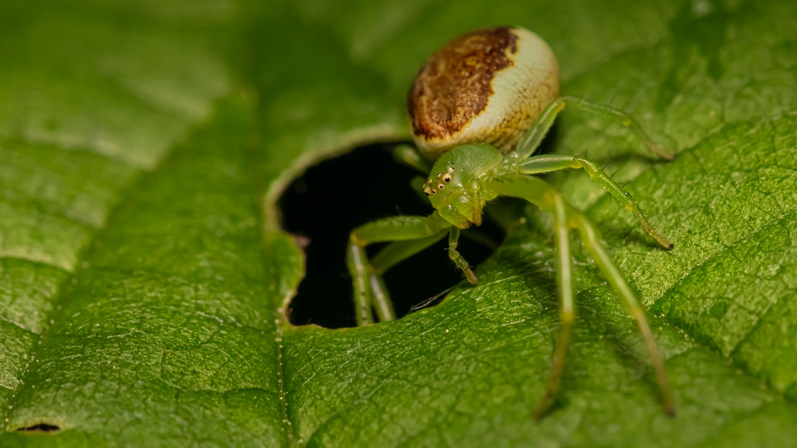mr.-weaver