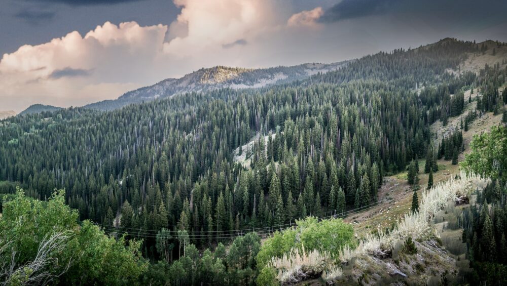 out-of-the-wilderness
