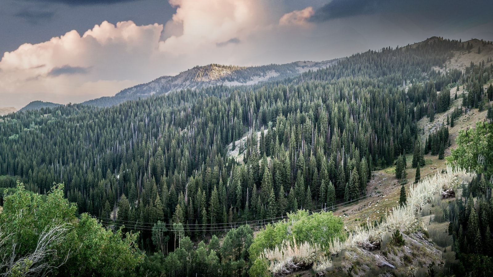 out-of-the-wilderness