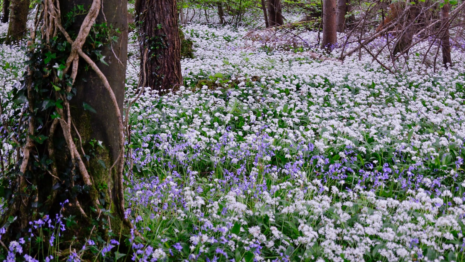 Harlan County’s Highsplint - Kumberland Campground