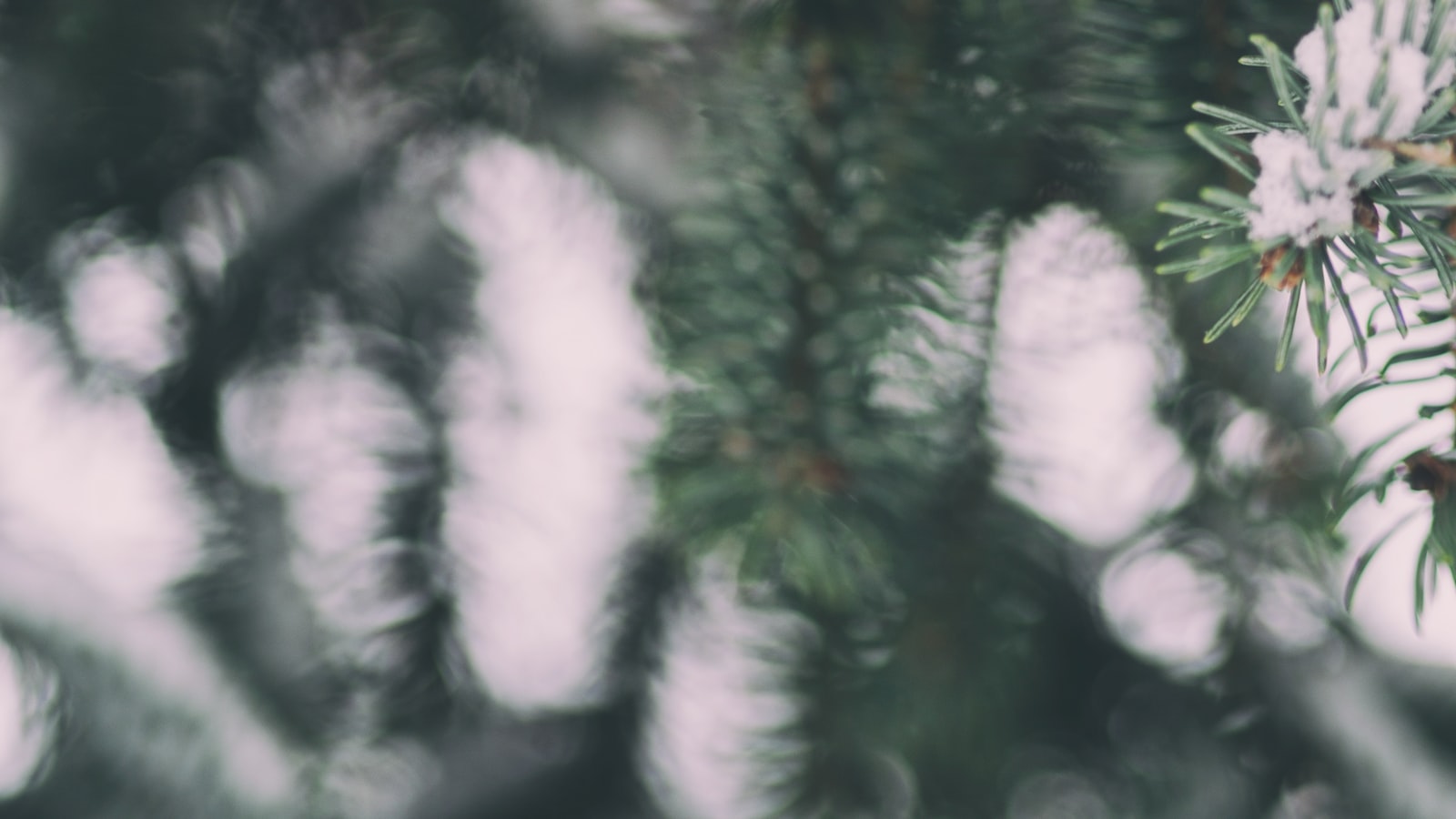25-holiday-happenings-around-kentucky