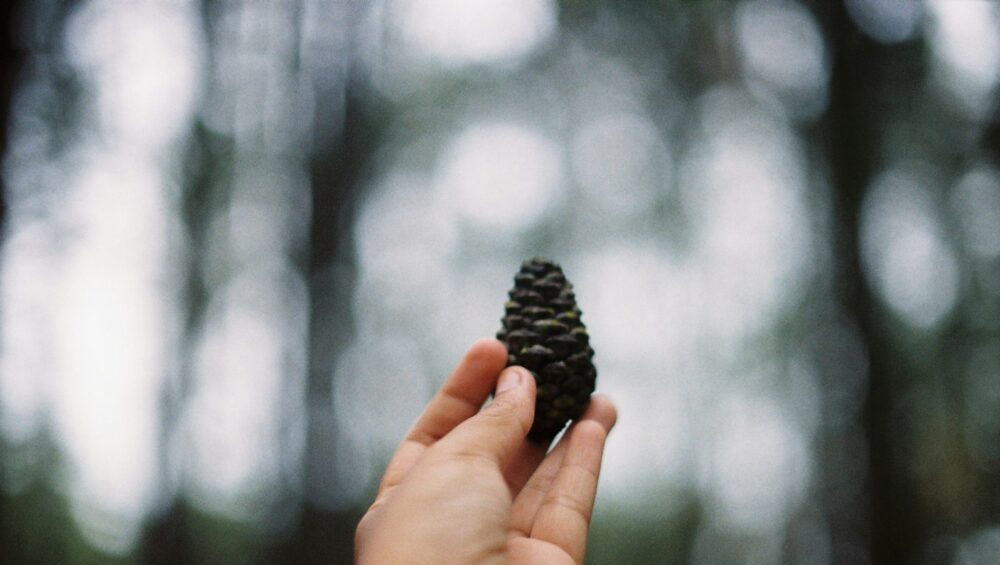 a-perfect-pinecone
