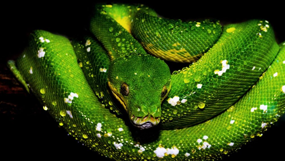 snakes